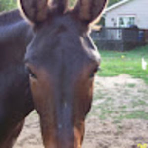 Meet your Posher, Agnes